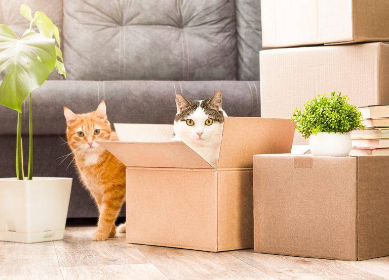 Comment préparer son chat à un déménagement ?