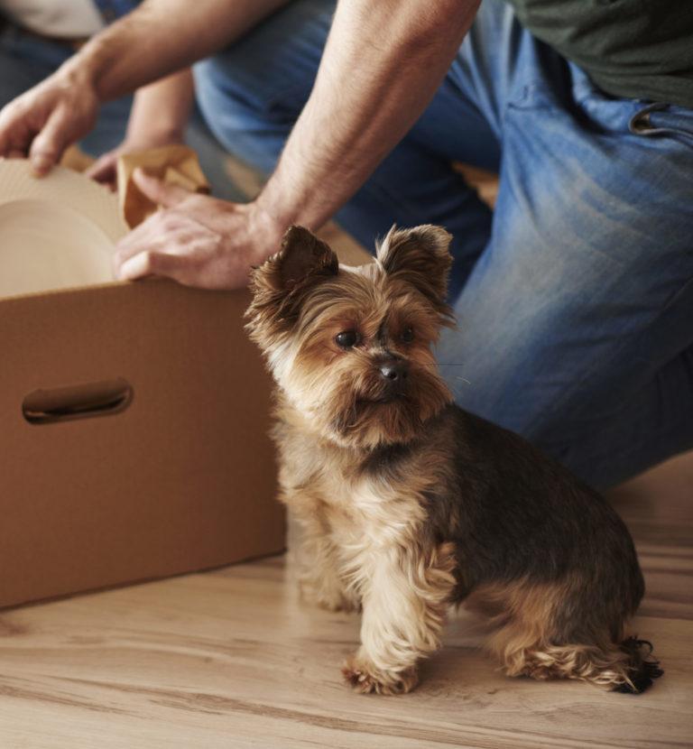 Comment préparer son chien à un déménagement ?